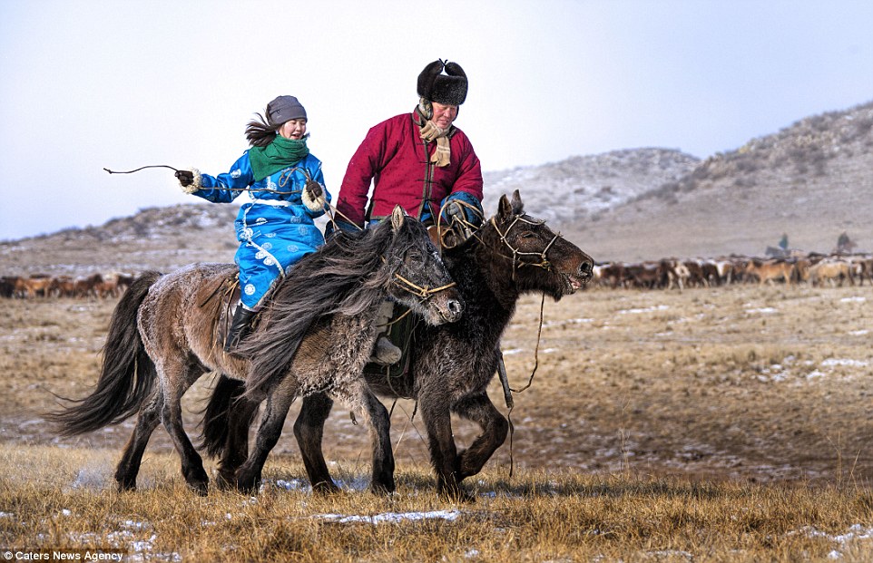 Mongol Horses - Horses Of The Mongolian Steppes